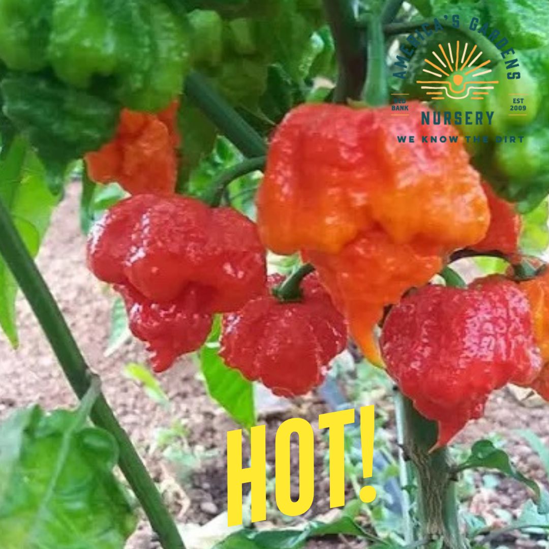 Carolina Reaper Pepper Plant