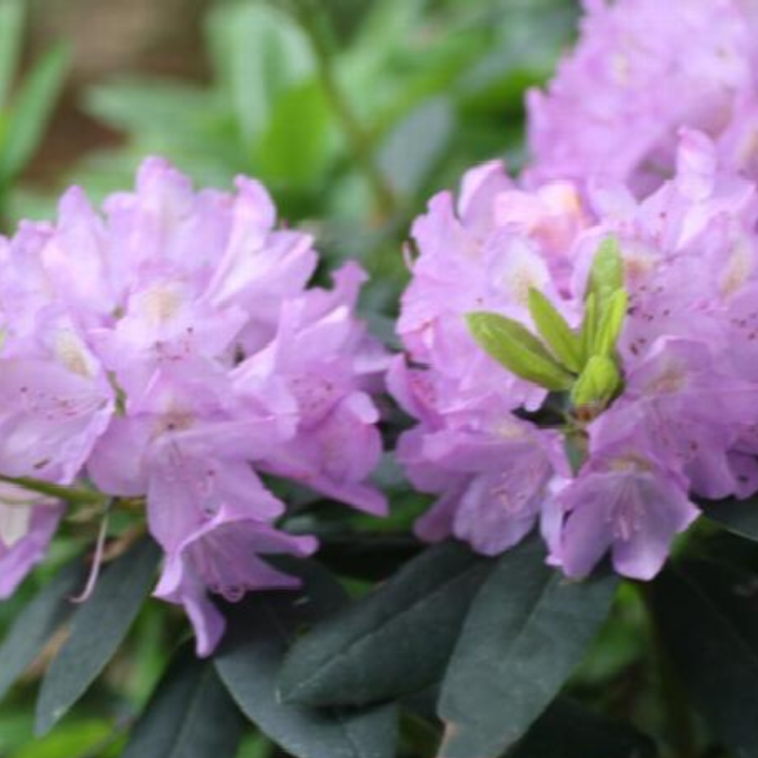 Catawba Grandiflorum Rhododendron