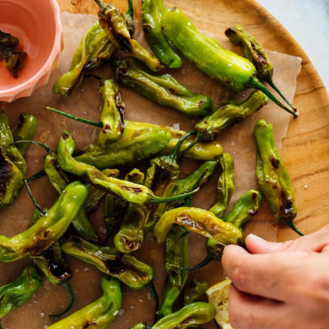 Takara Shishito Pepper Plant