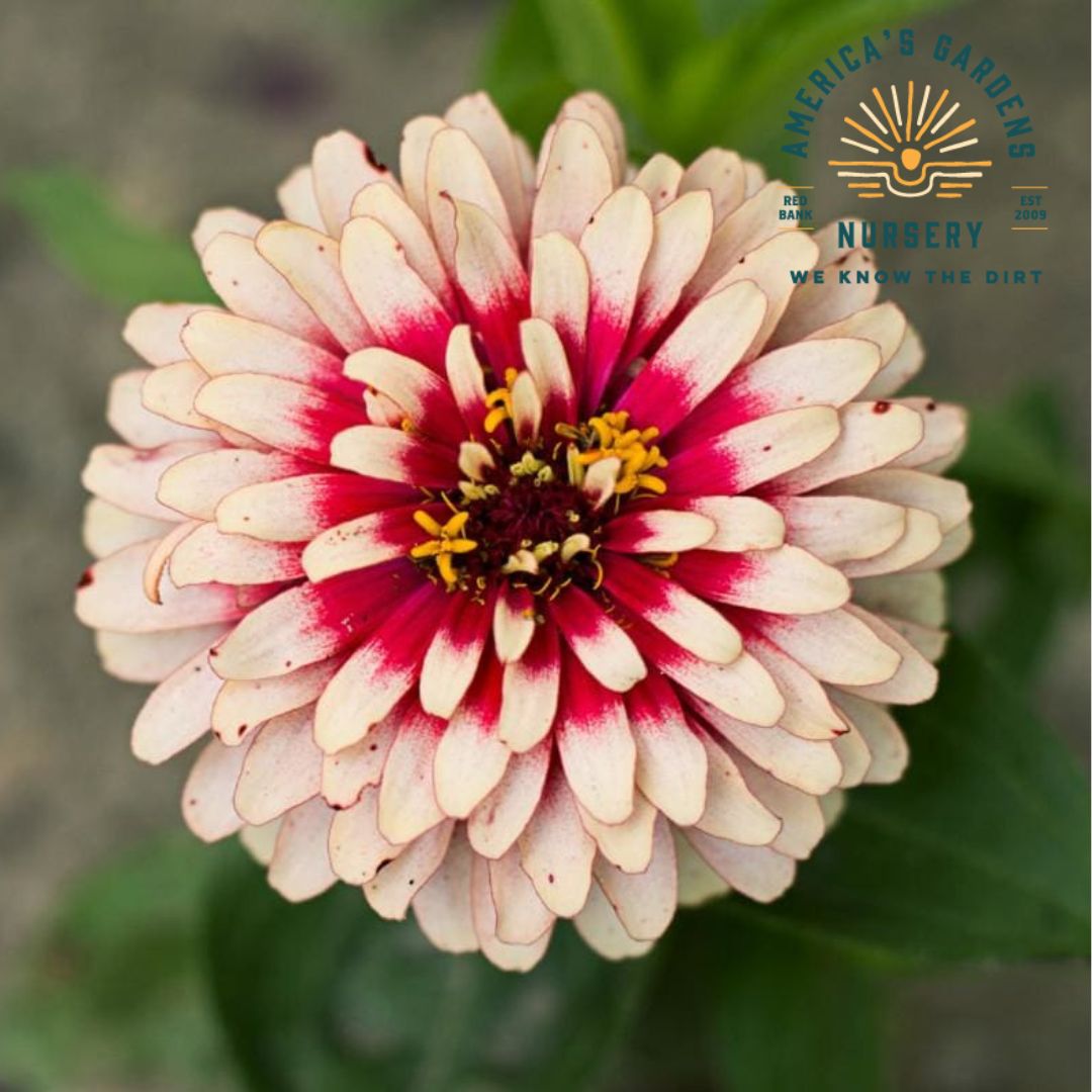 Swizzle Zinnia