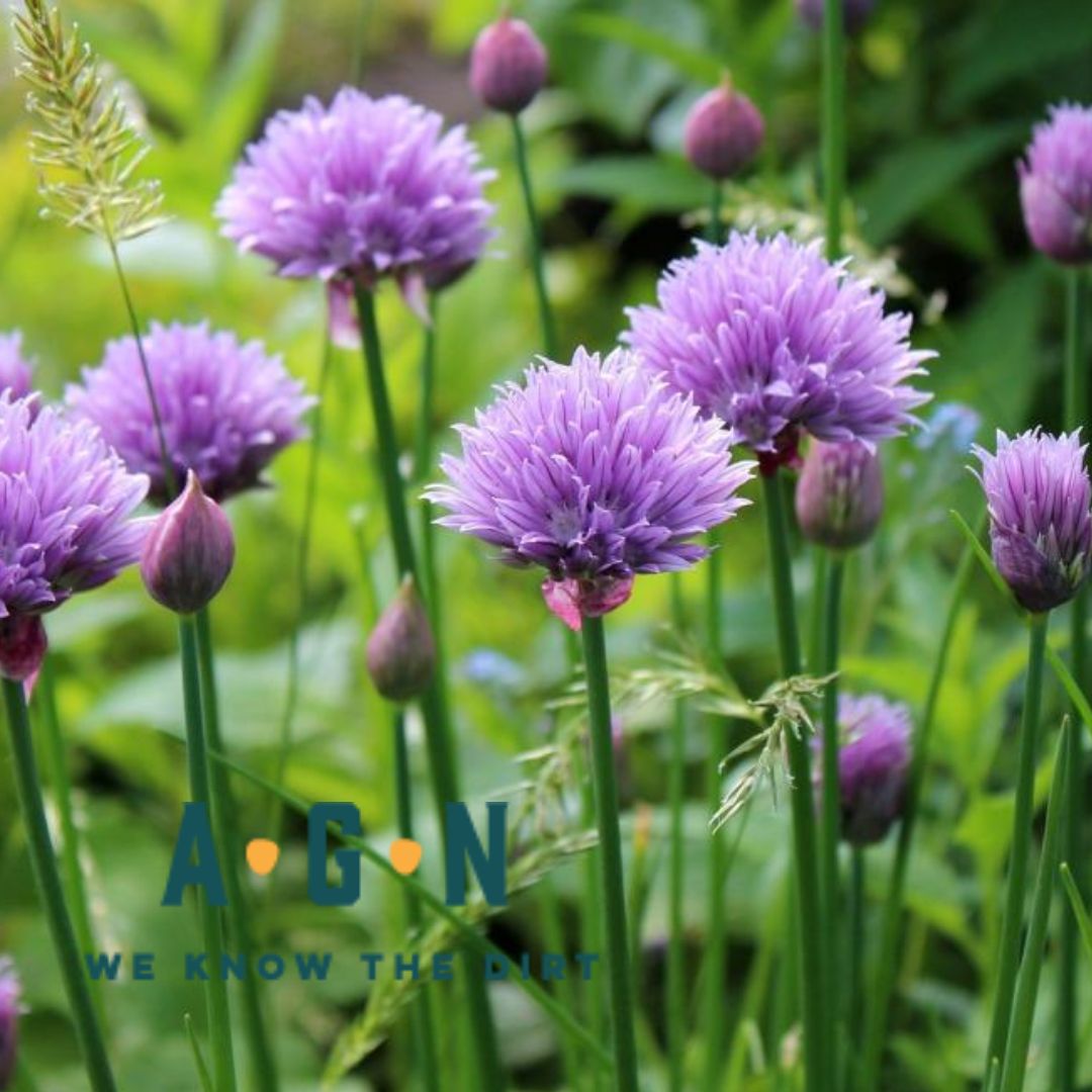 Onion Chives Plant
