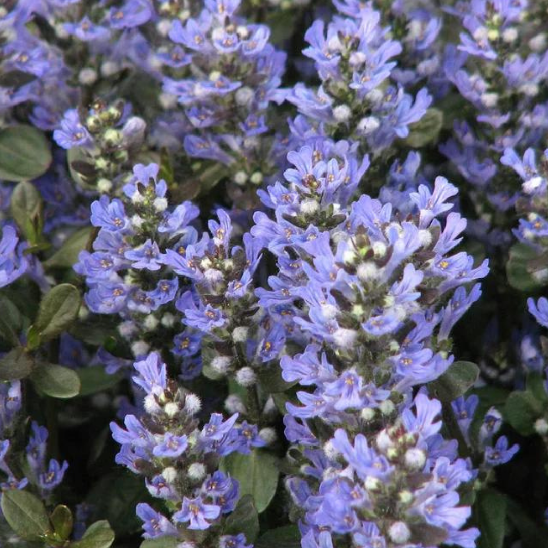 Chocolate Chip Ajuga