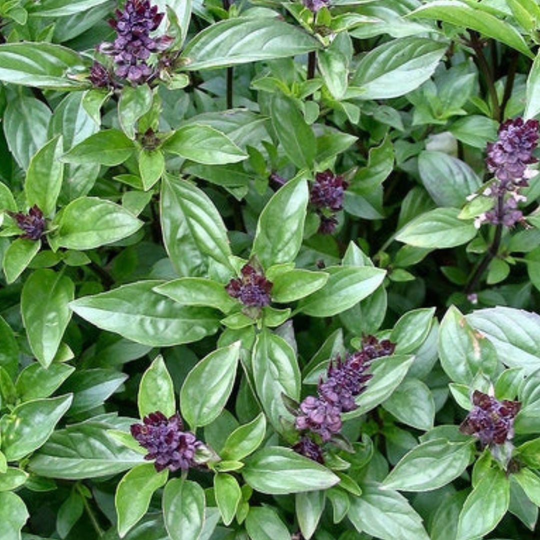 Cinnamon Basil Plant