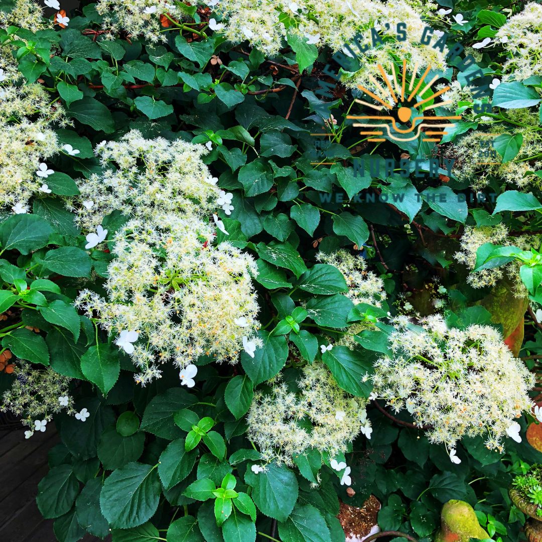 Climbing Hydrangea