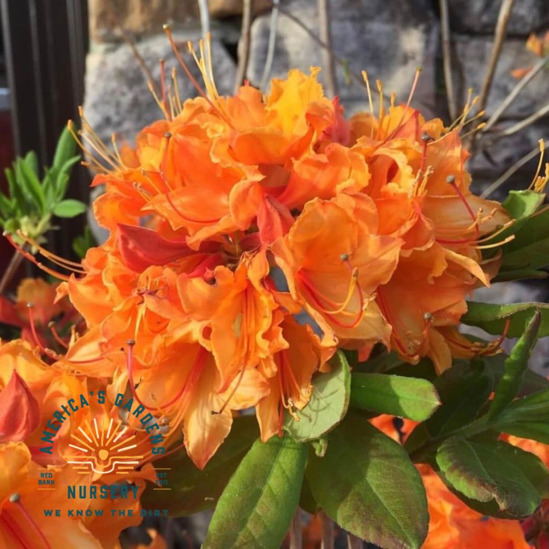 Clowning Around Native Azalea