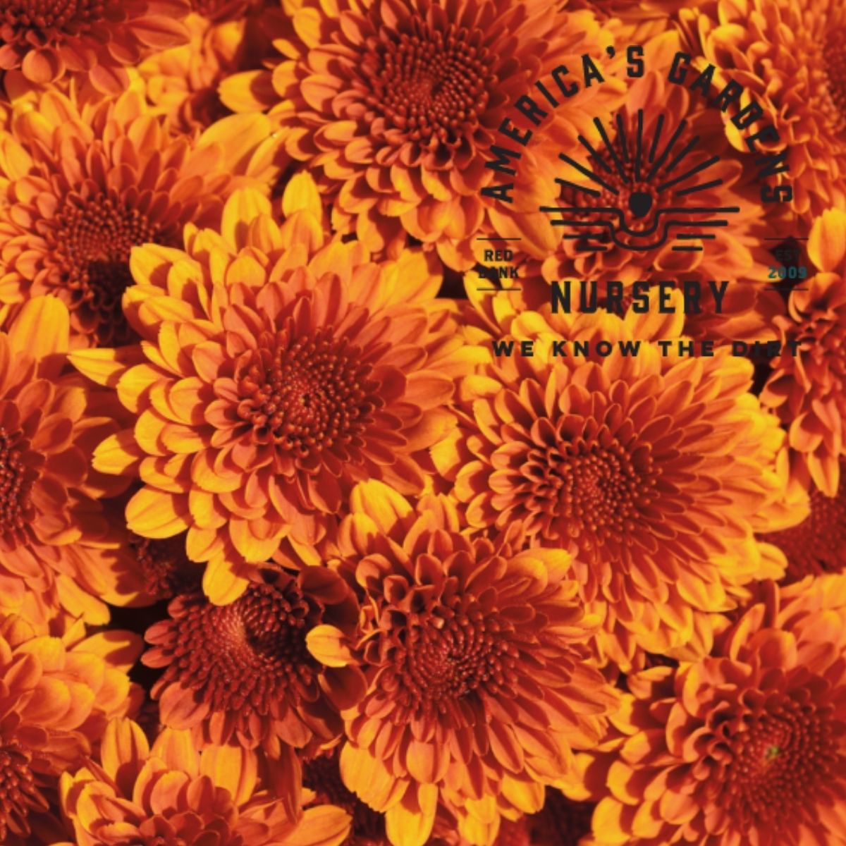 Chrysanthemums