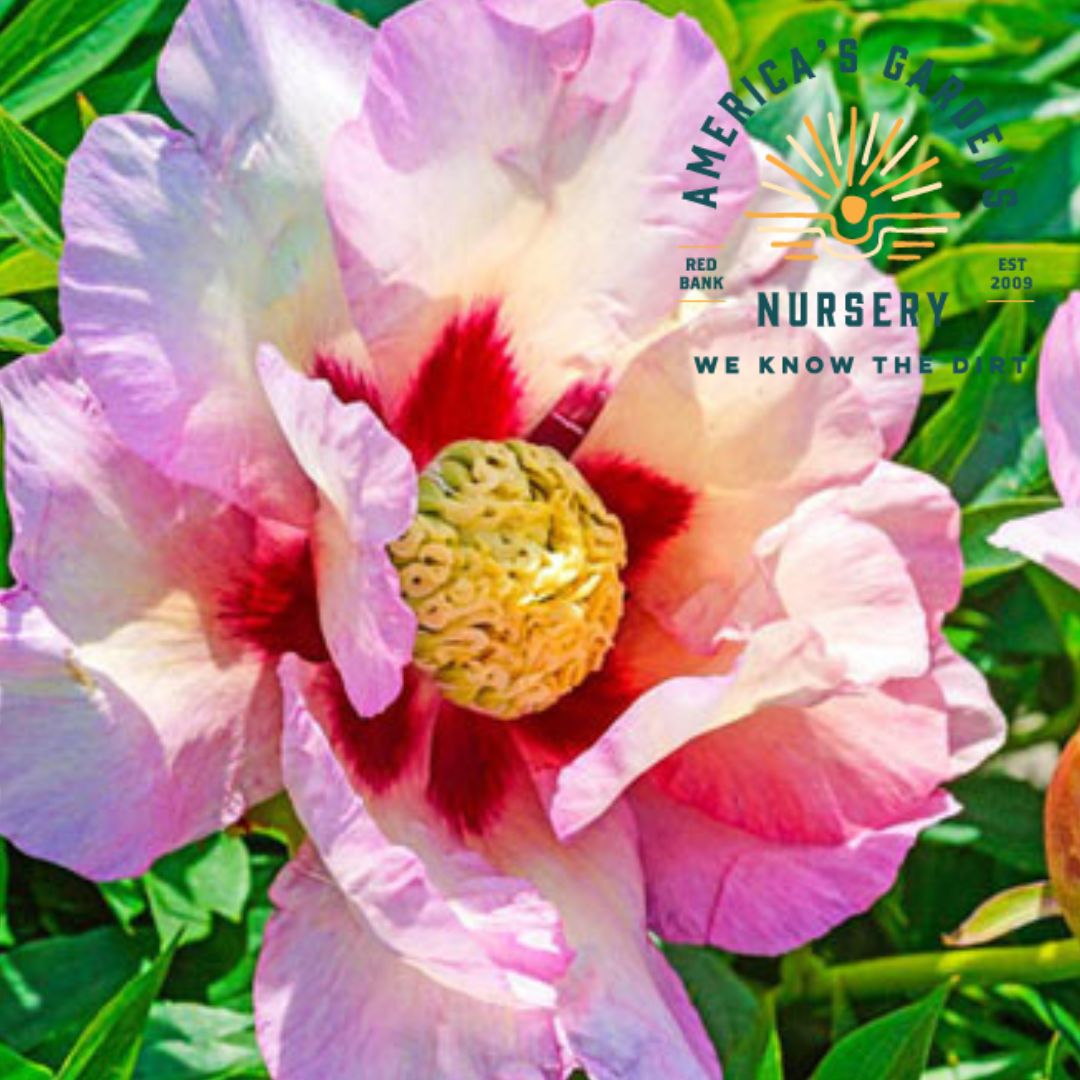 Cora Louise Peony