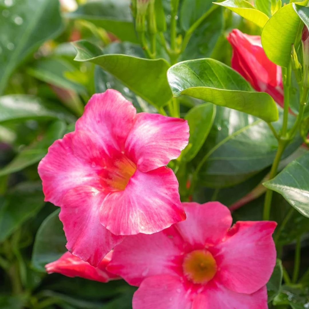 Annual Filled Hanging Baskets