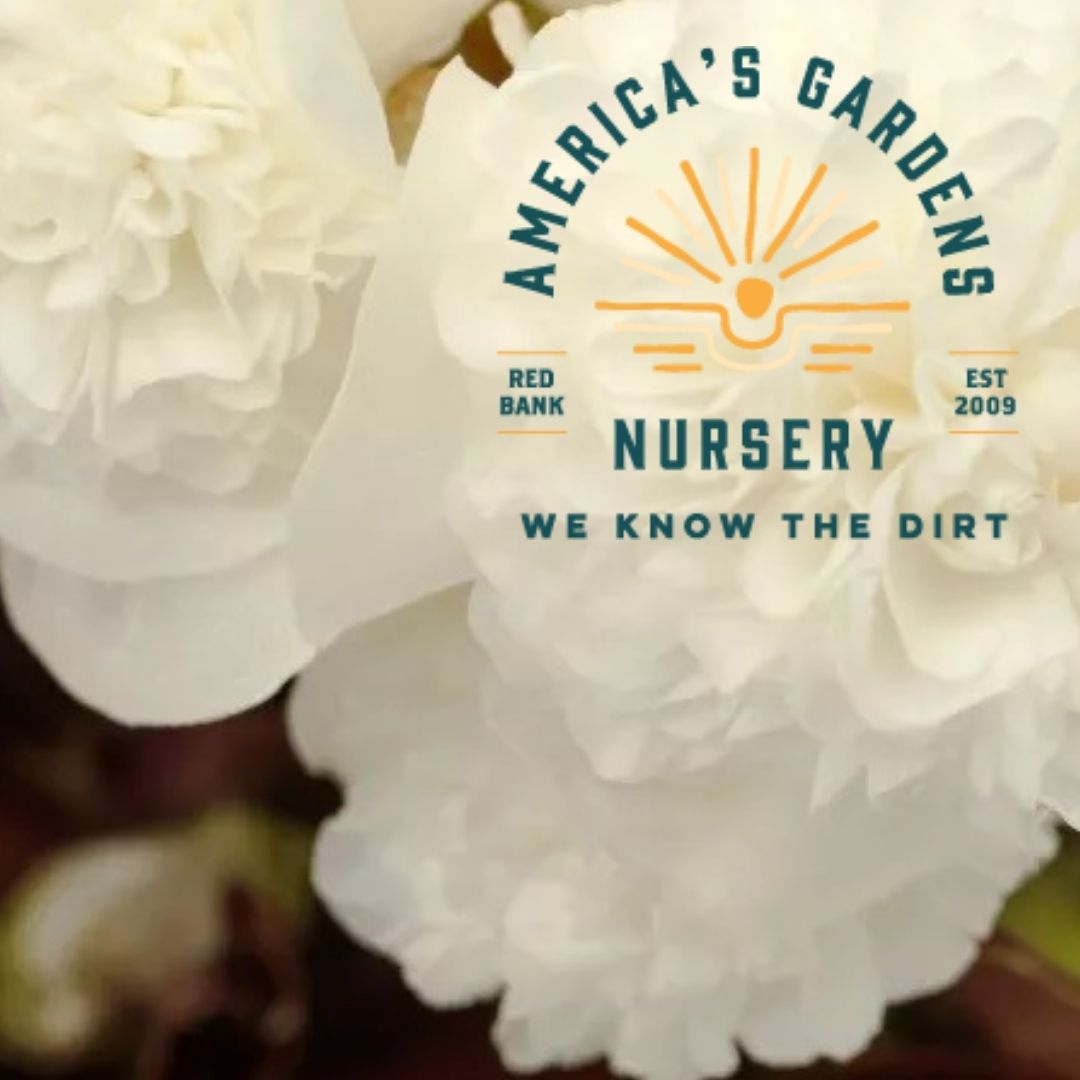 Cream Puff Birthday Bash Double Begonia