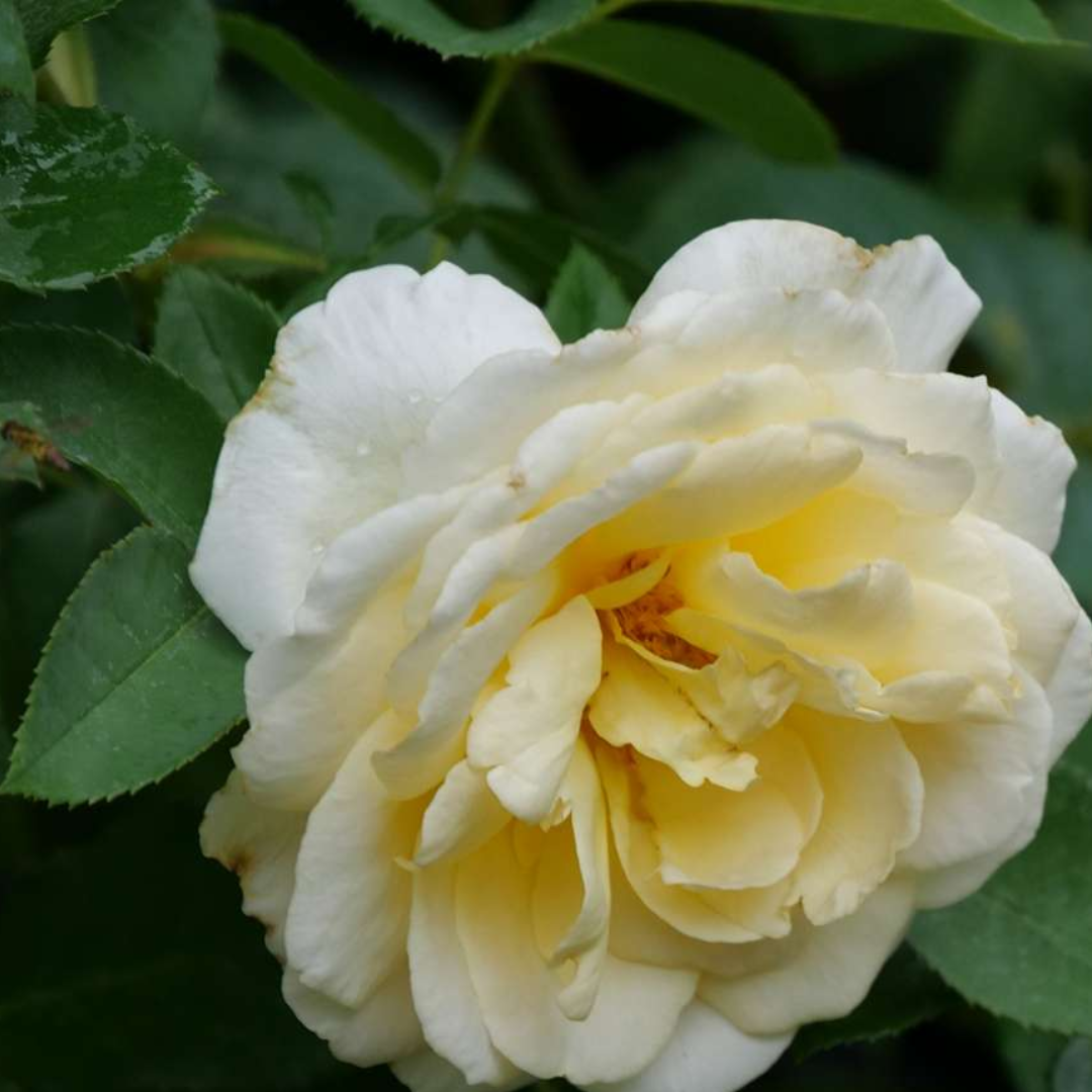 Reminiscent Crema Rose (Rosa) Bush