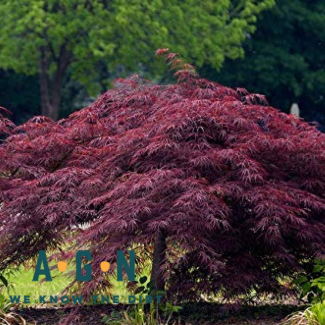 Inabe Shidare Japanese Maple