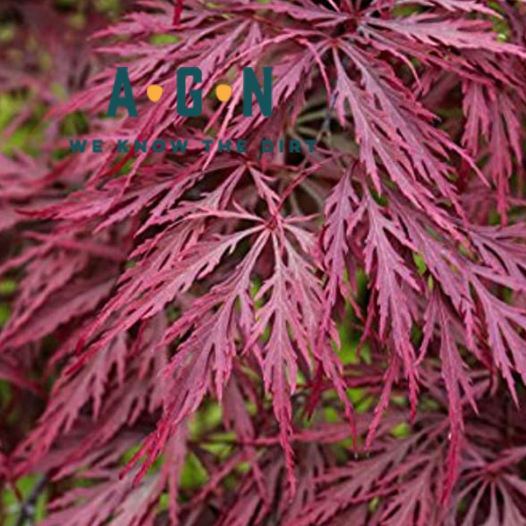 Inabe Shidare Japanese Maple