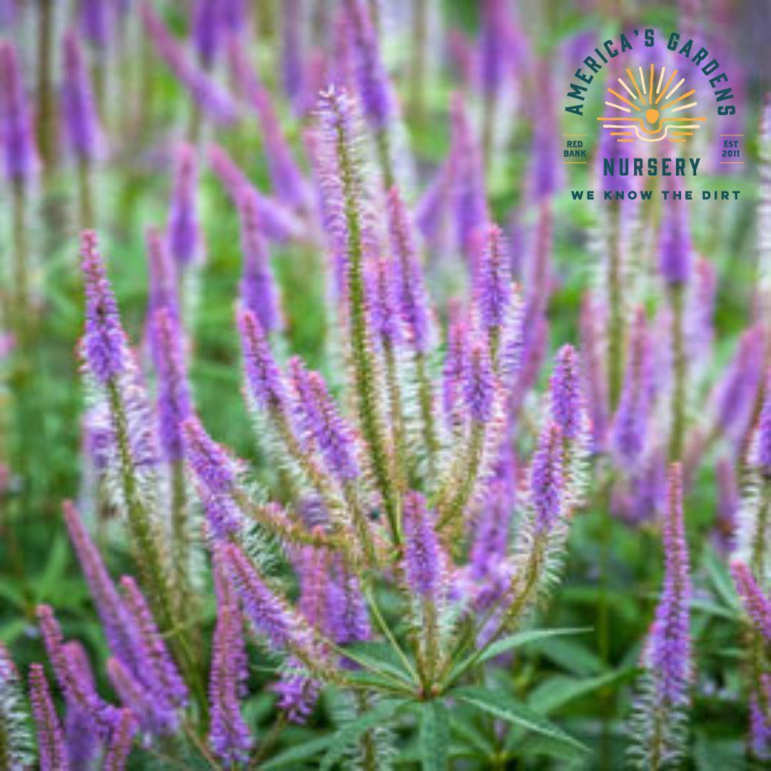 Culvers Root Fascination America's Gardens Nursery