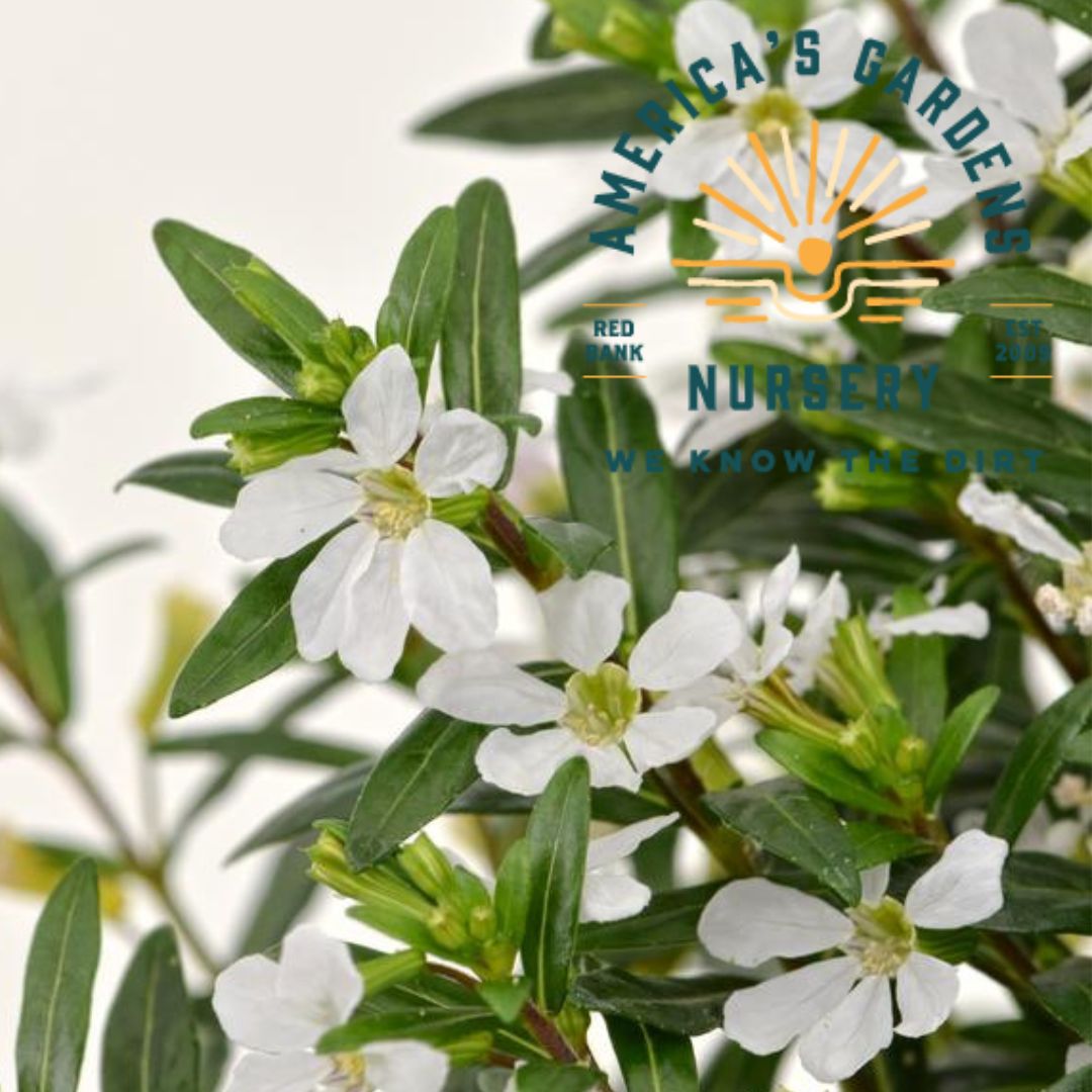 Mexican Heather Plant (Cuphea)