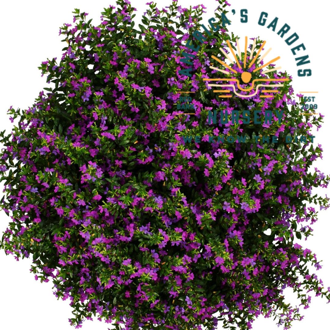 Mexican Heather Plant (Cuphea)