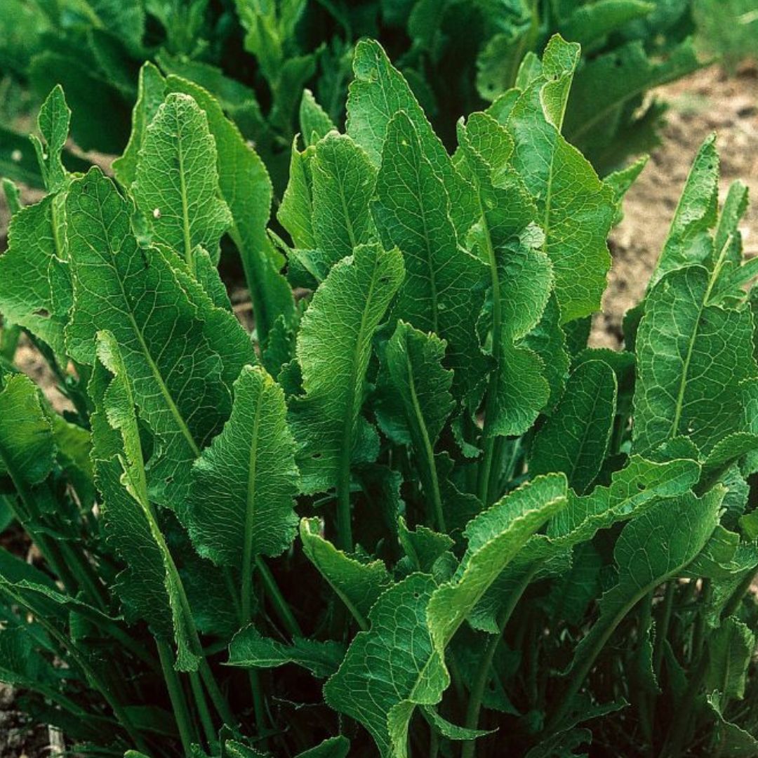 Czech Horseradish Plant