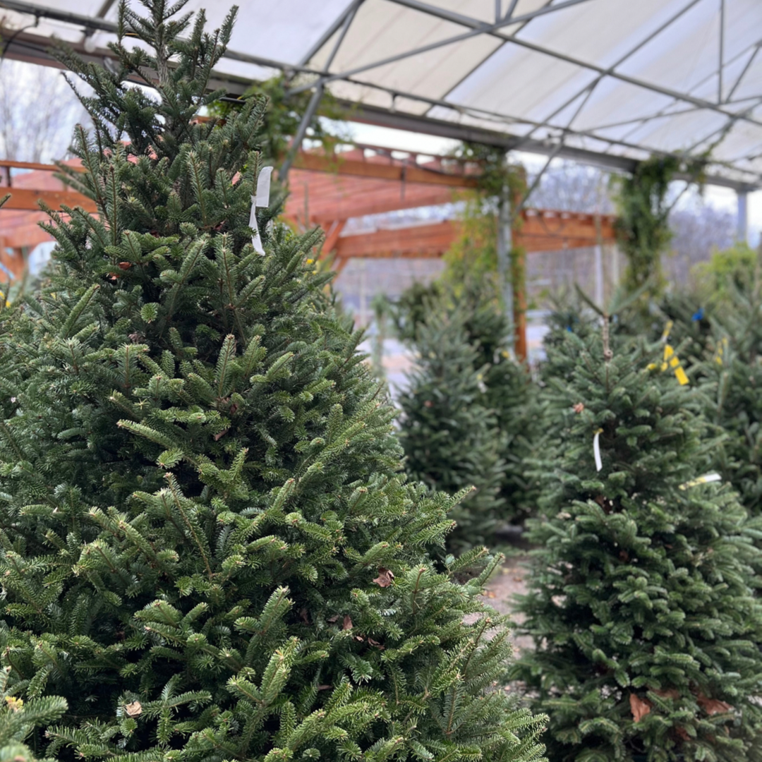 Christmas Trees