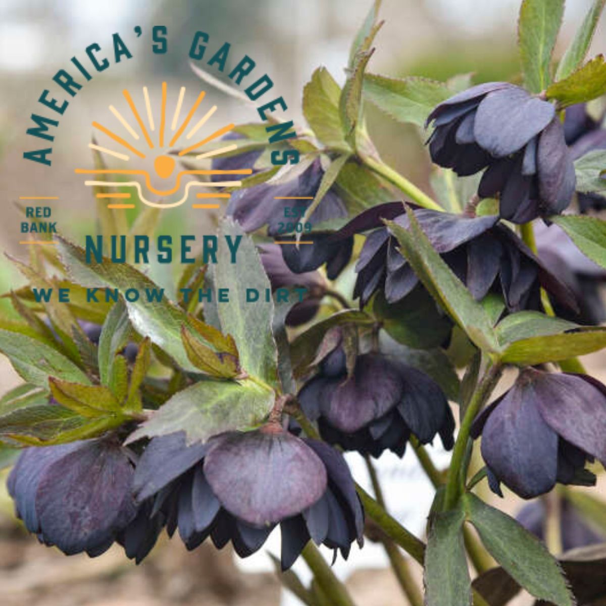 Dark & Handsome Helleborus (Lenten Rose)