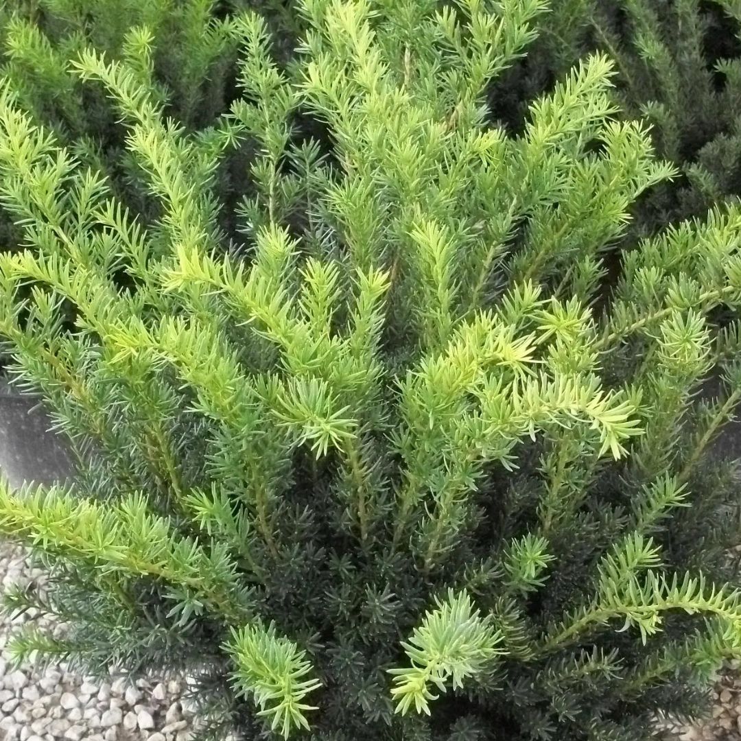 Densiformis Yew Shrubs