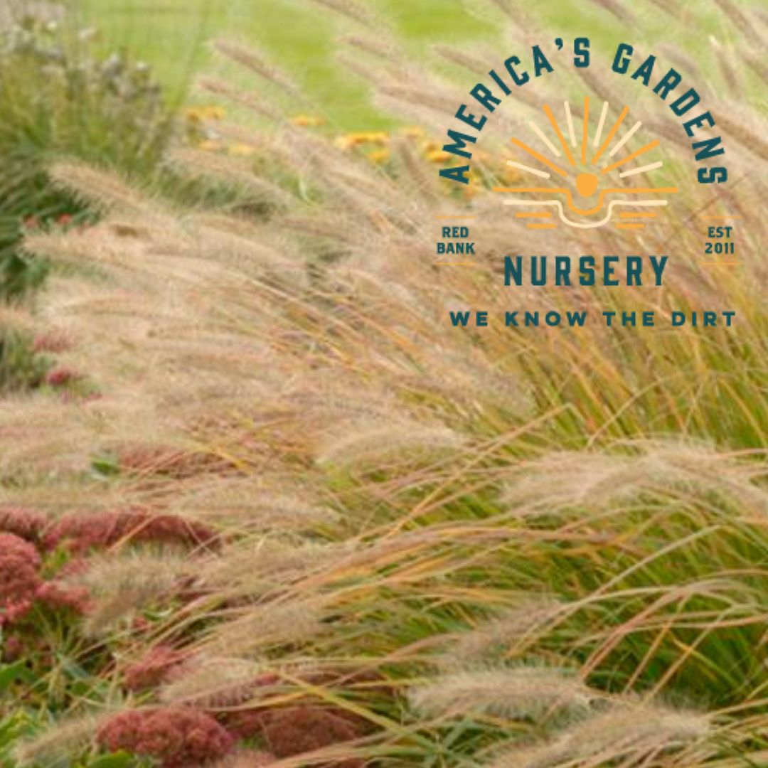 Prairie Winds Desert Plains Pennisetum Grass