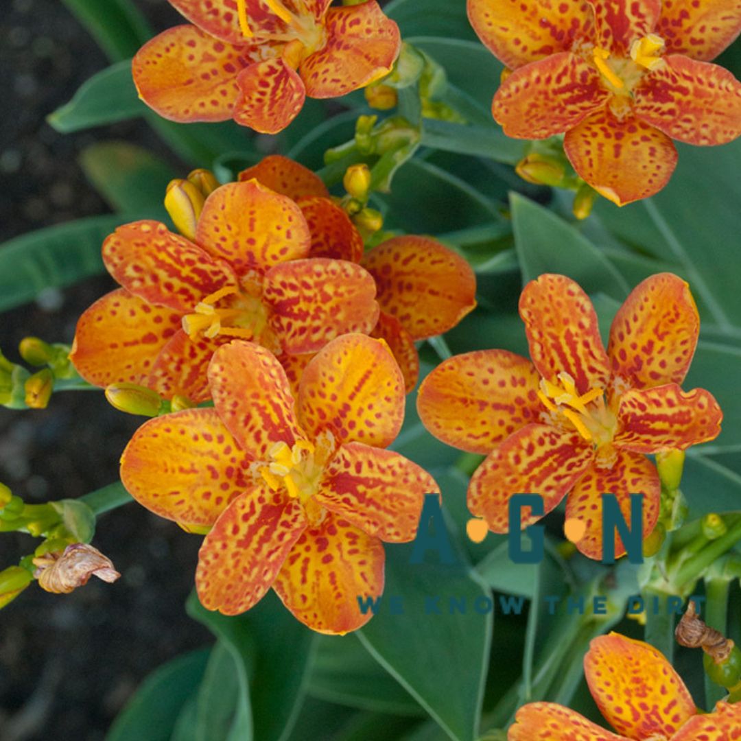 Iris Domestica (Leopard Lily)