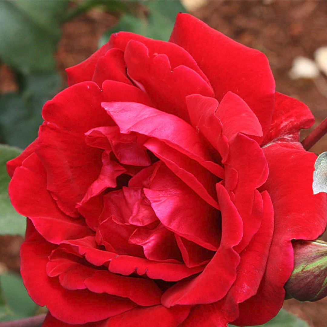 Don Juan Climbing Rose Plant