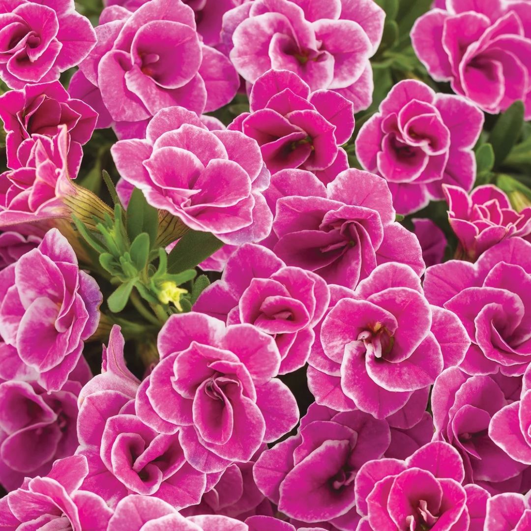 Superbells Calibrachoa