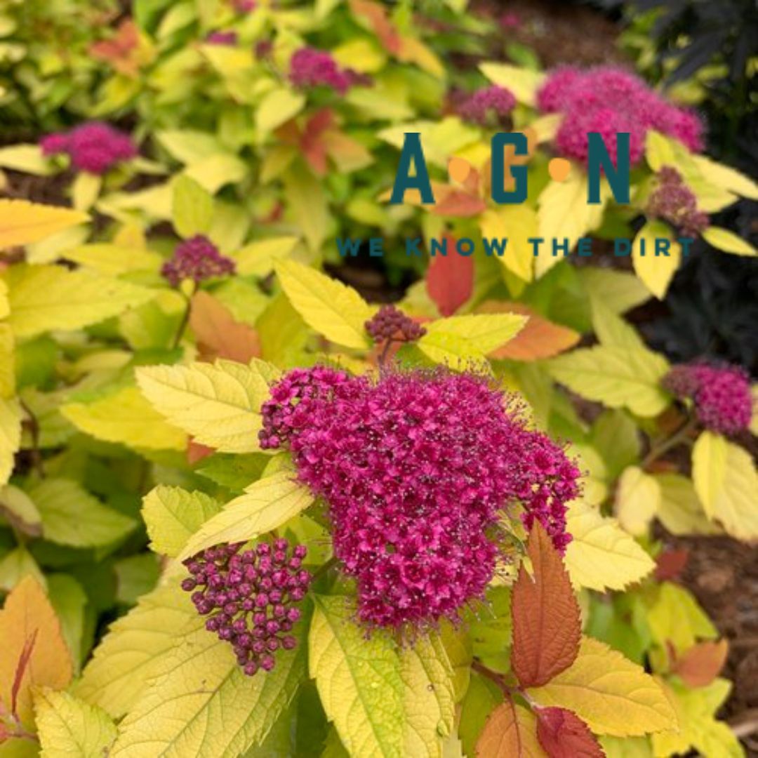 Double Play Candy Corn Spirea