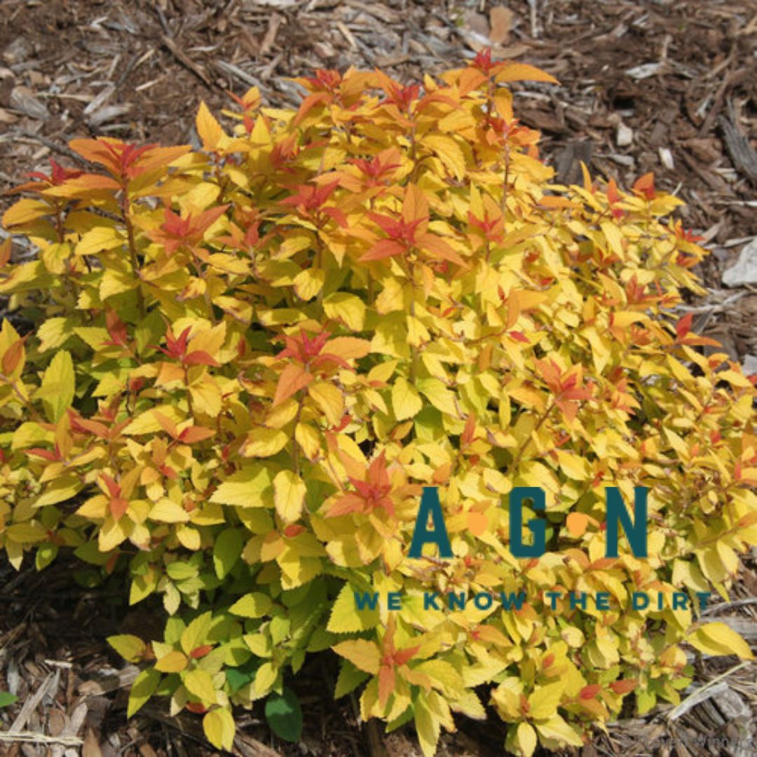 Double Play Candy Corn Spirea