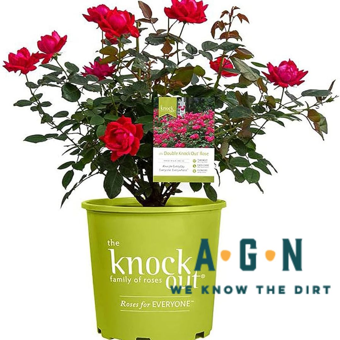 Knockout Rose Bushes