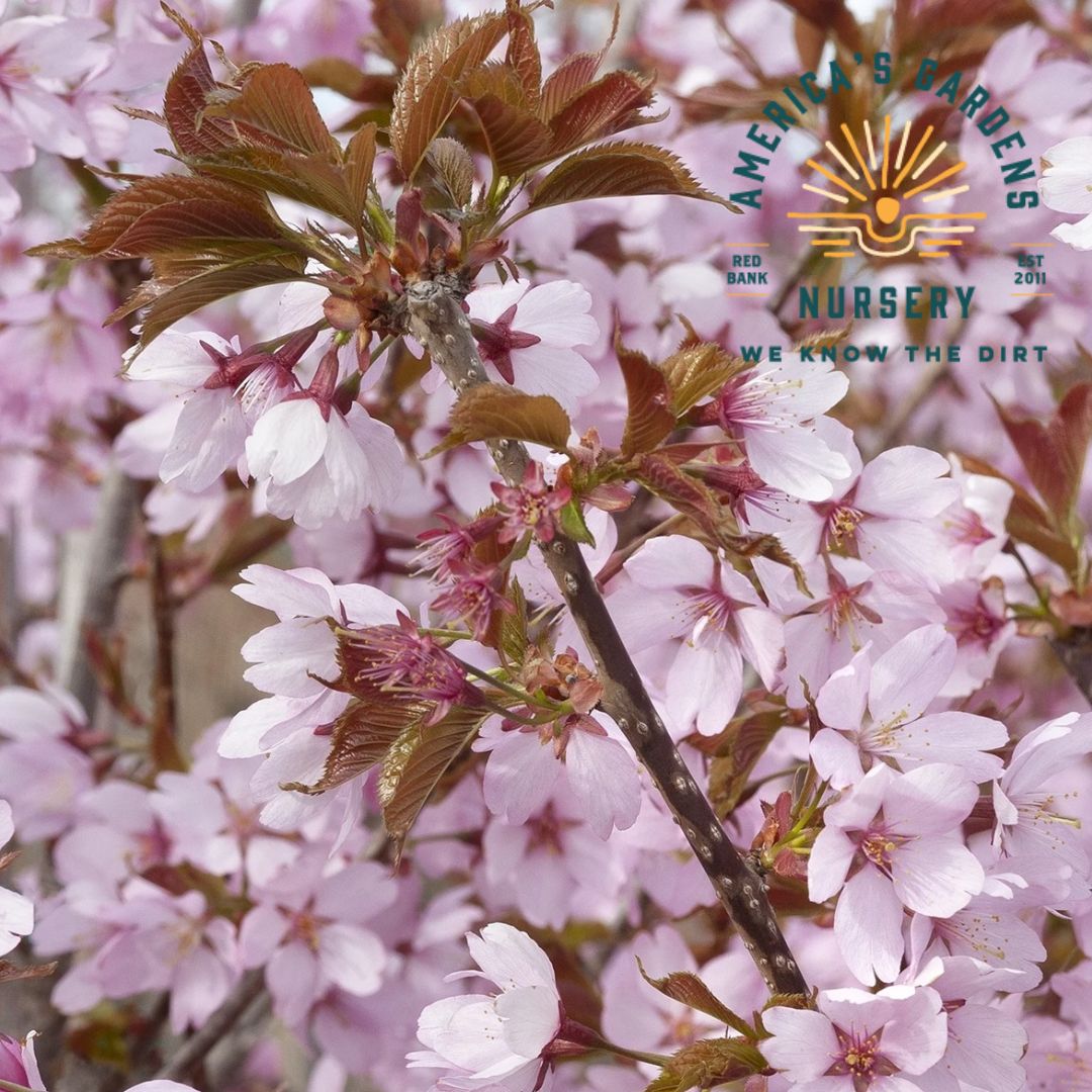 Dream Catcher Flowering Cherry Tree
