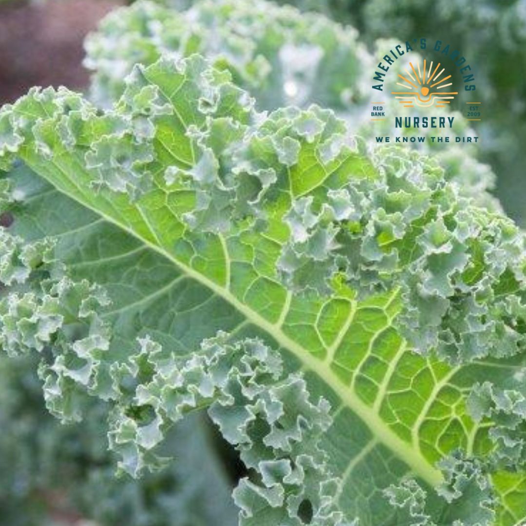 Dwarf Blue Curled Scotch Kale