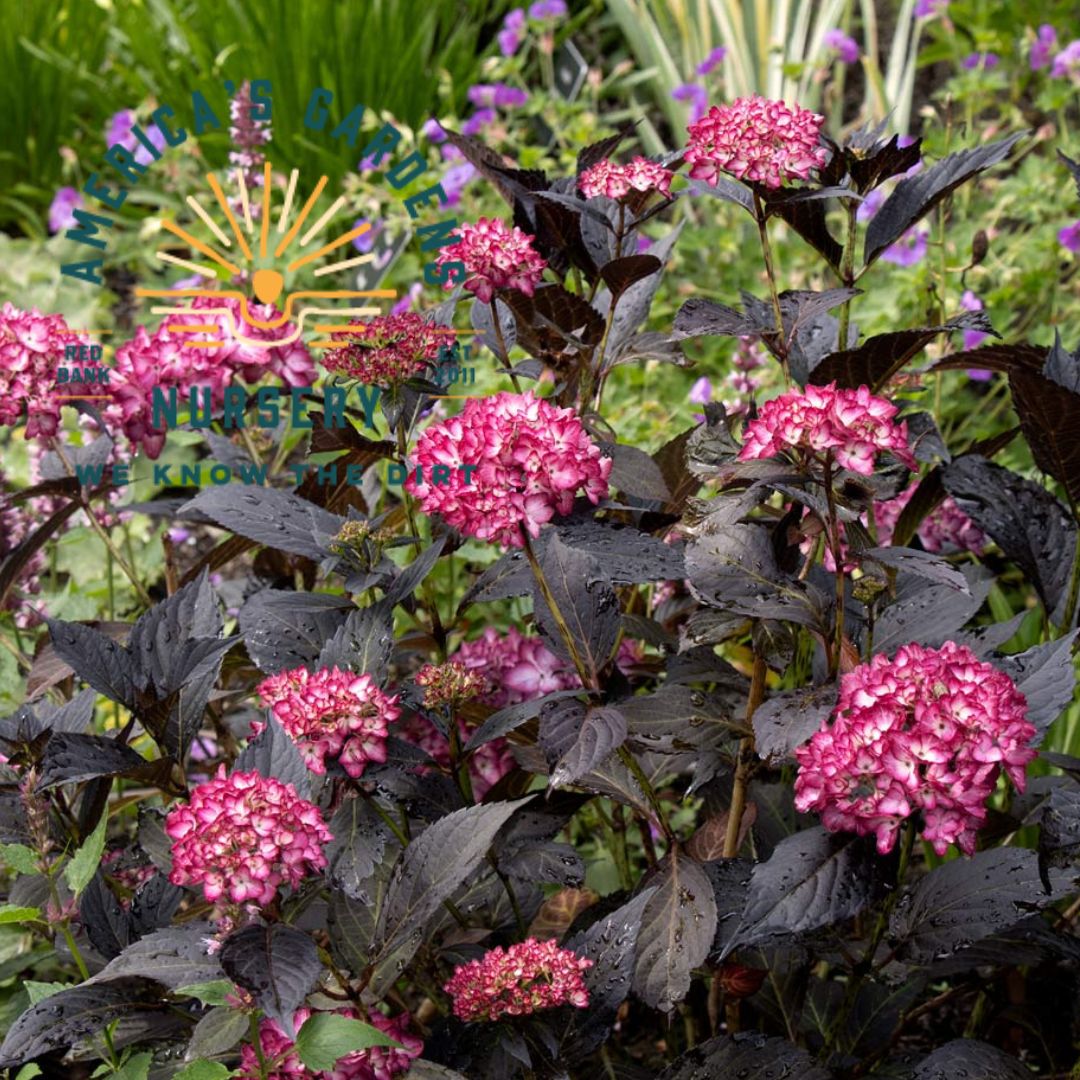Eclipse Hydrangea