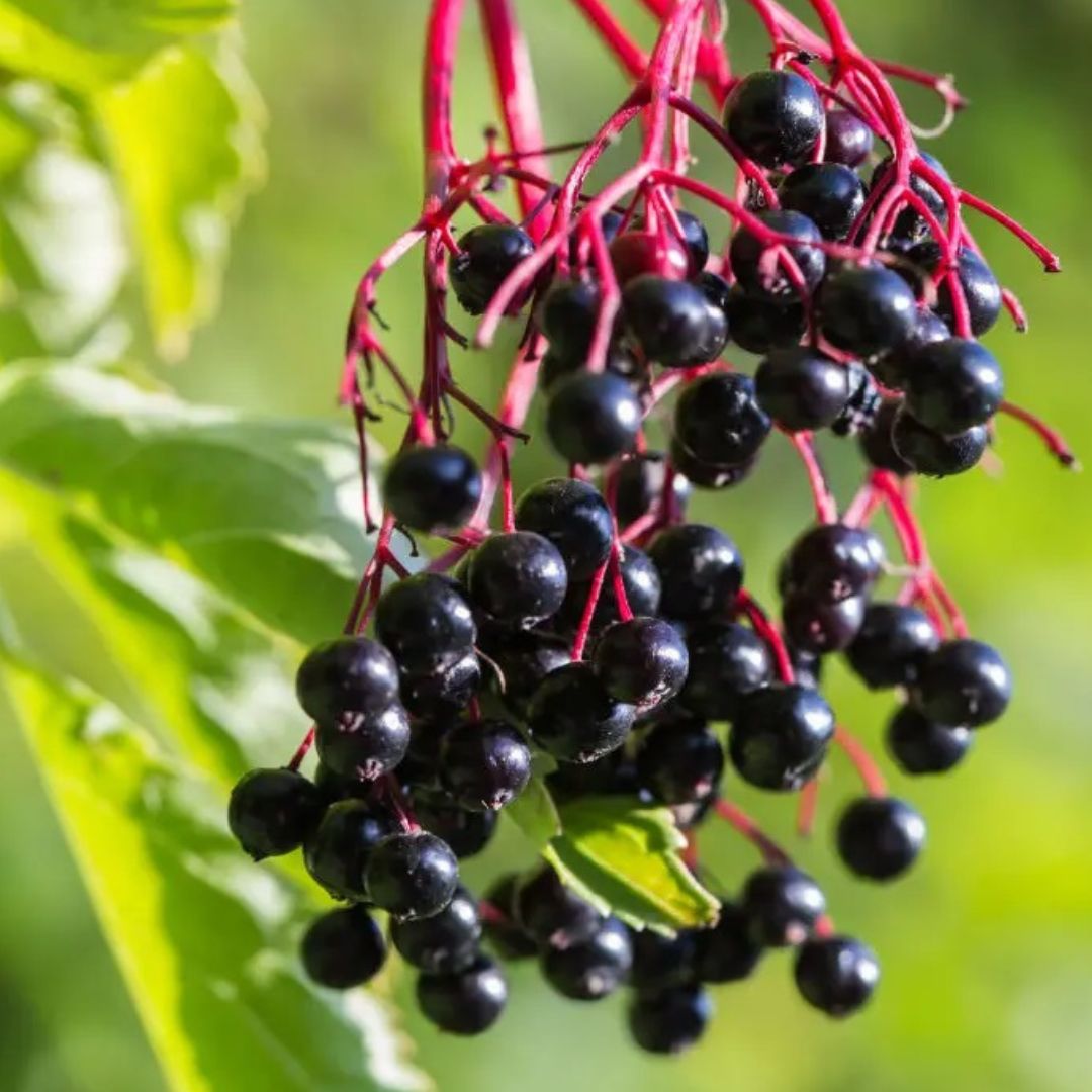 Edible Elderberry Plant