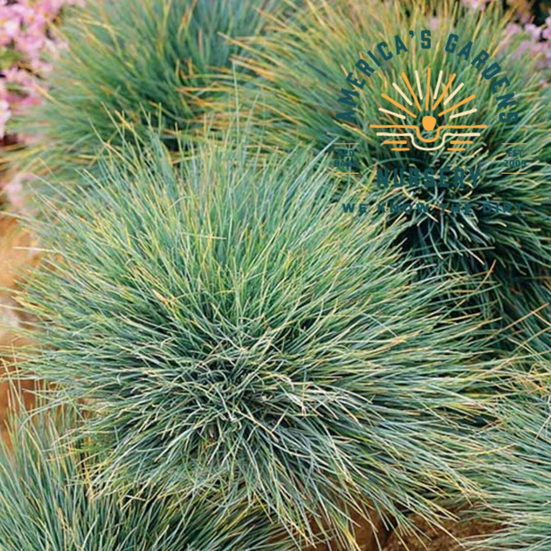 Elijah Blue Fescue Grass