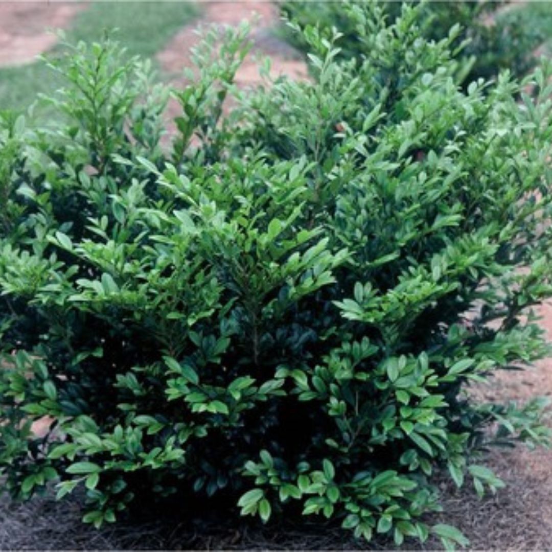 Emerald Heights Dystilium