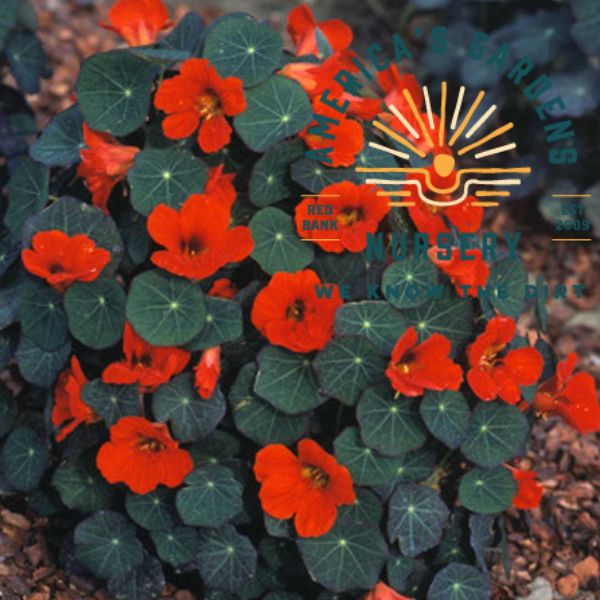 Empress of India Nasturtium