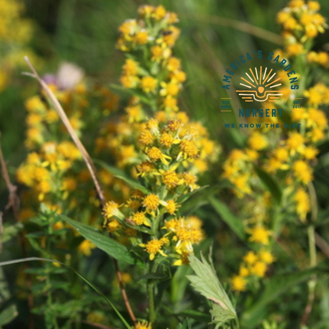 European Goldenrod Plant