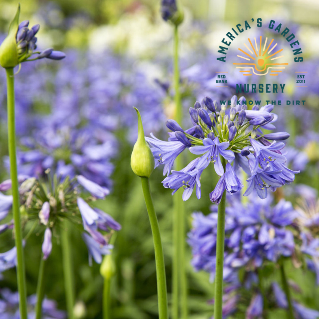 Ever Saphire Agapanthus (Lily of the Nile)