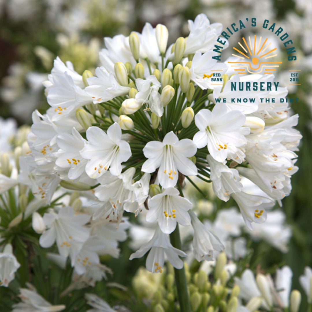 Ever White Agapanthus (Lily of the Nile)