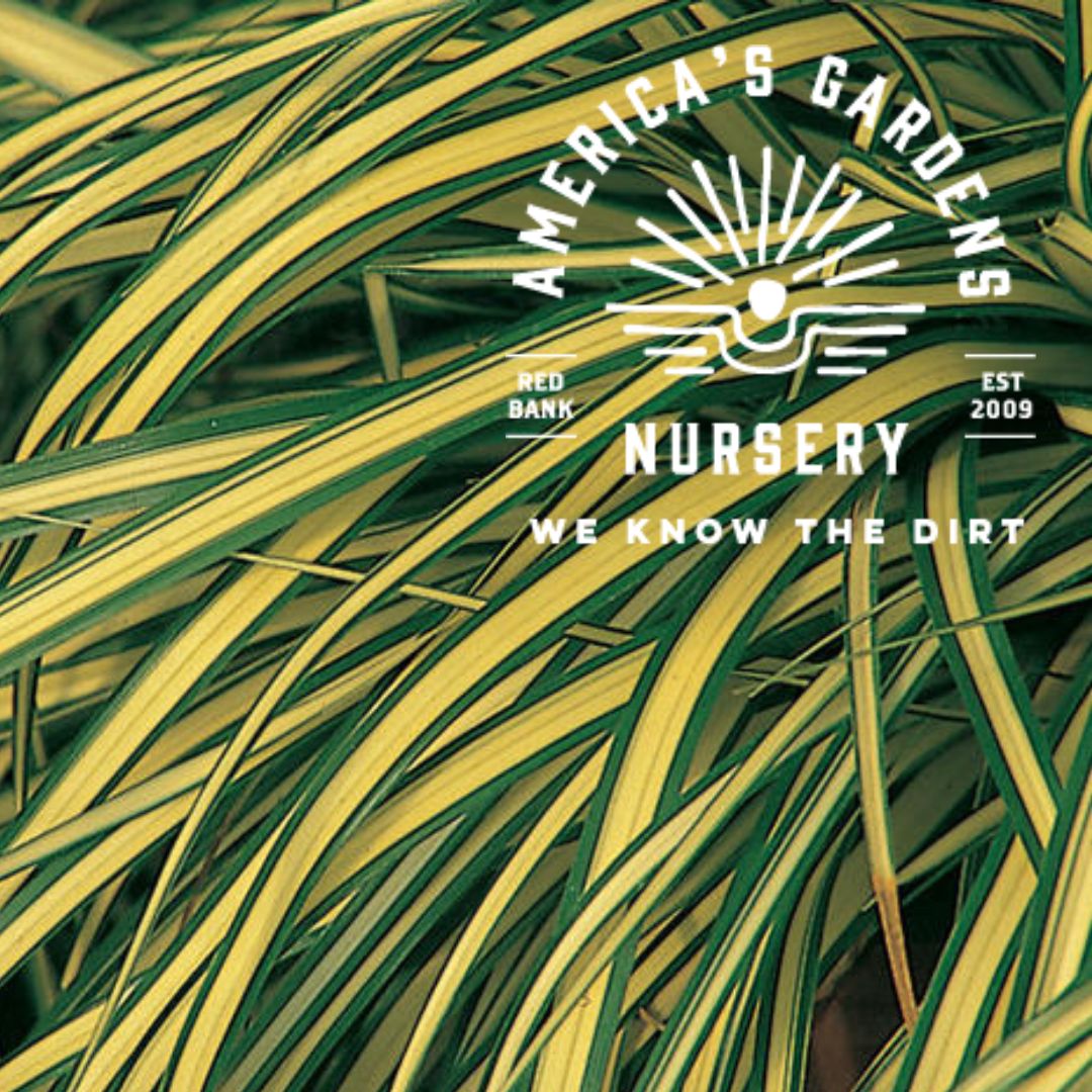 Evergold Carex Sedge Grass