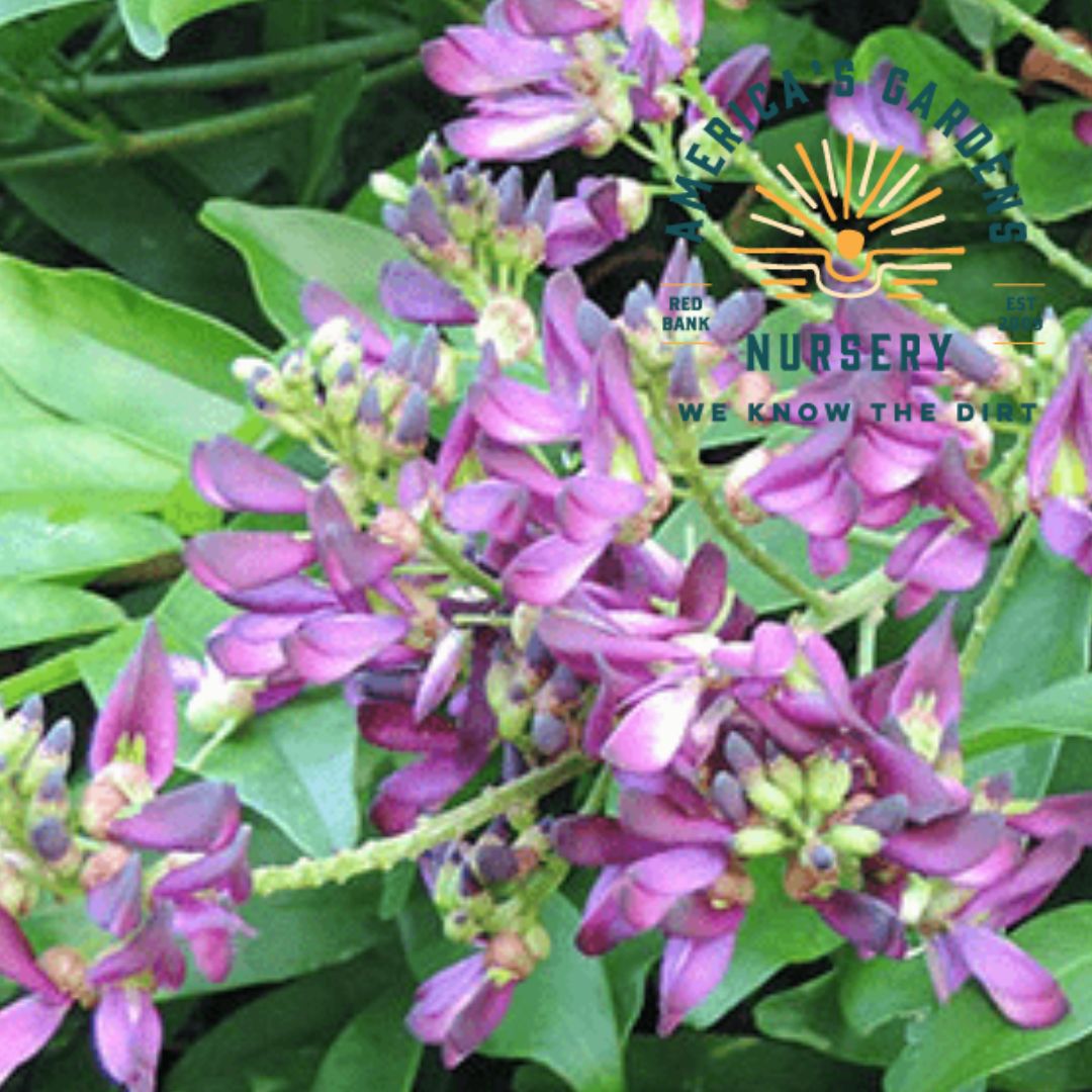 Evergreen Wisteria