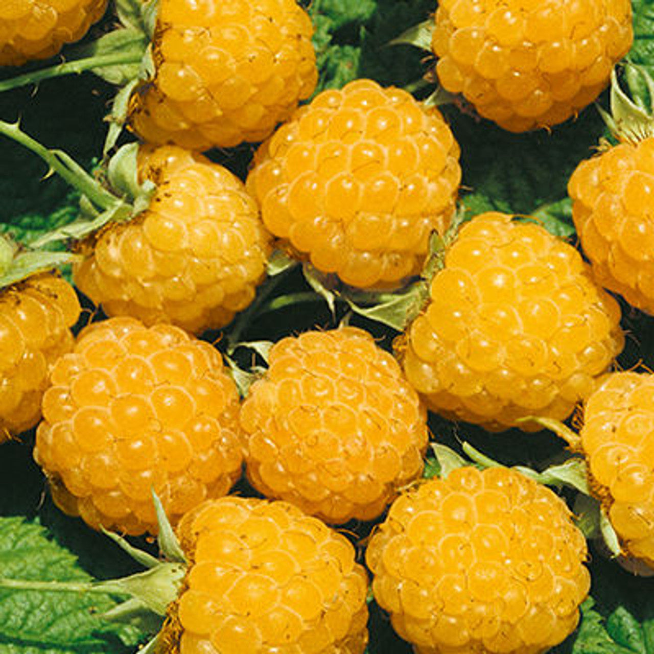 Anne Yellow Everbearing Raspberry Plant