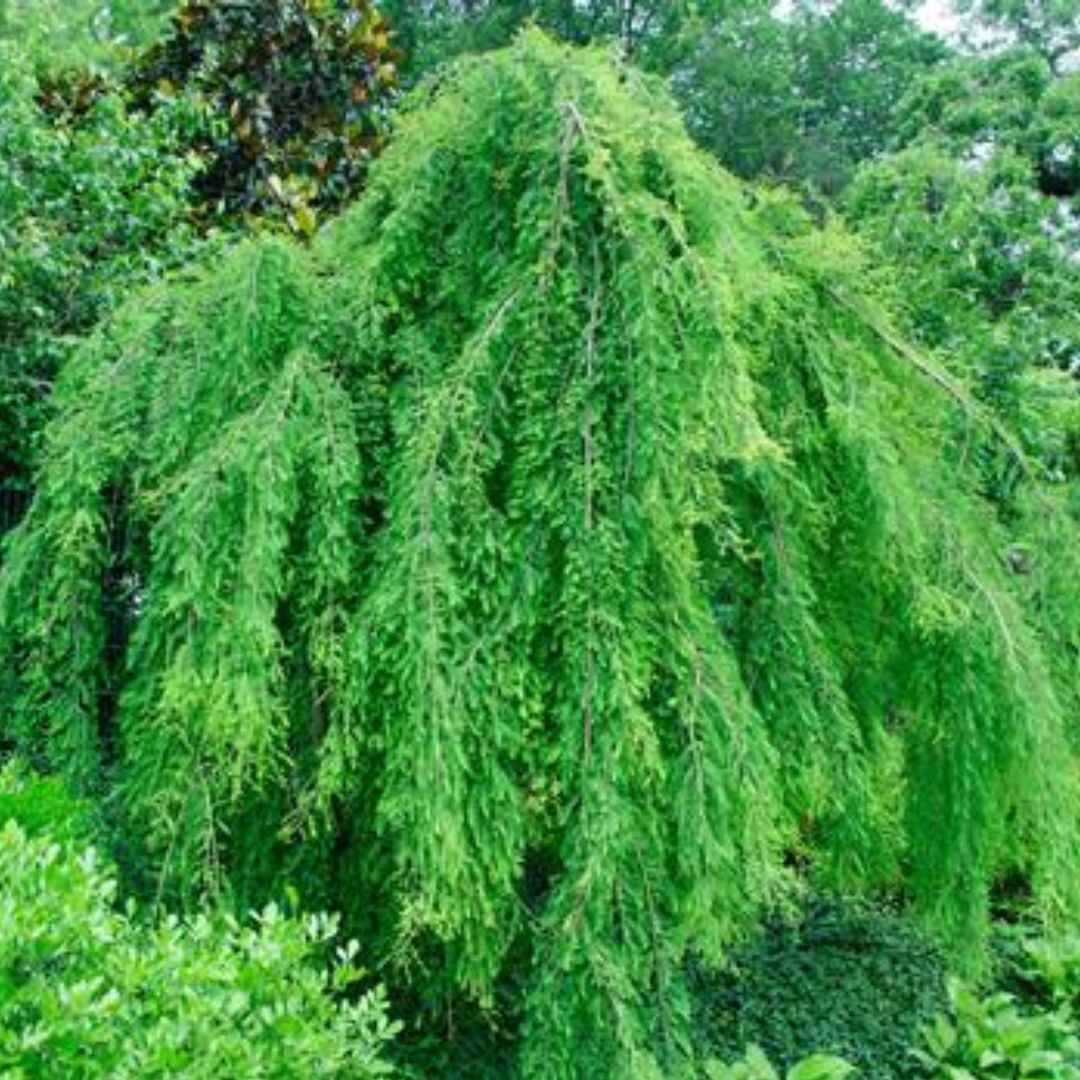 Falling Waters Bald Cypress