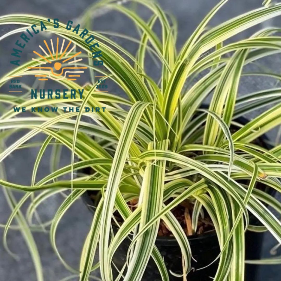 Feather Falls Carex Sedge Grass