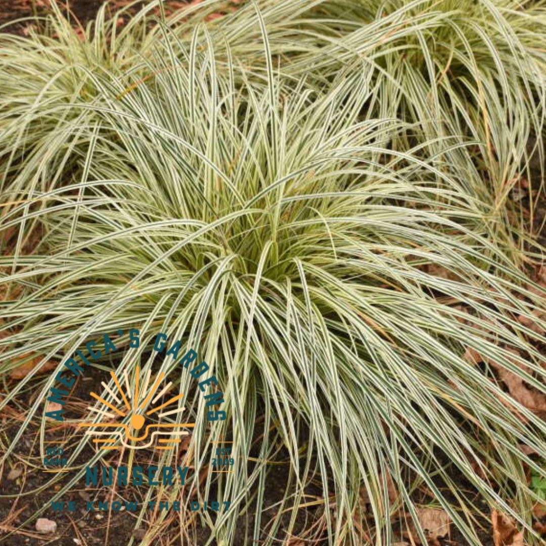 Feather Falls Carex Sedge Grass
