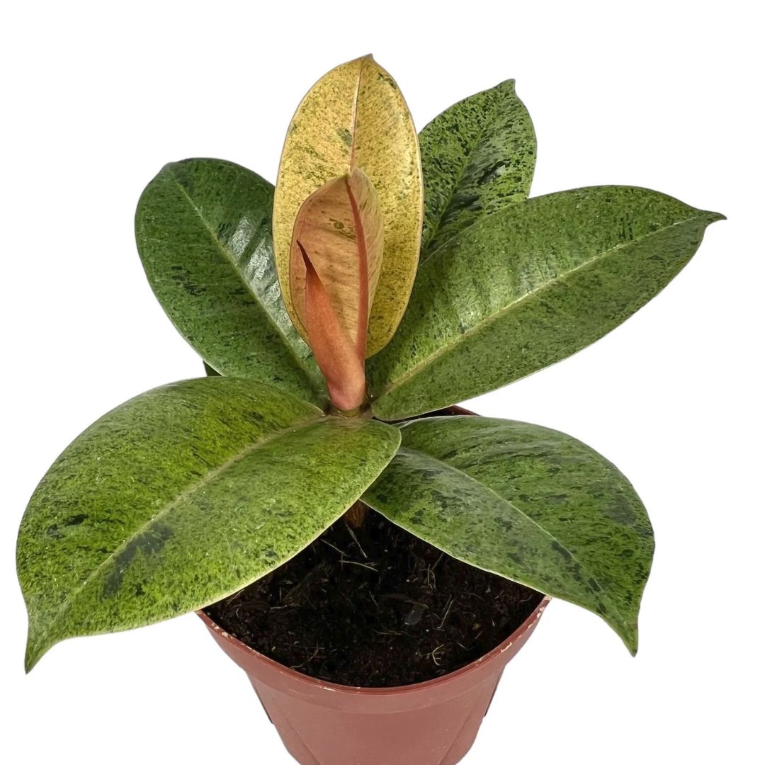 Ficus Shivereana Moonshine