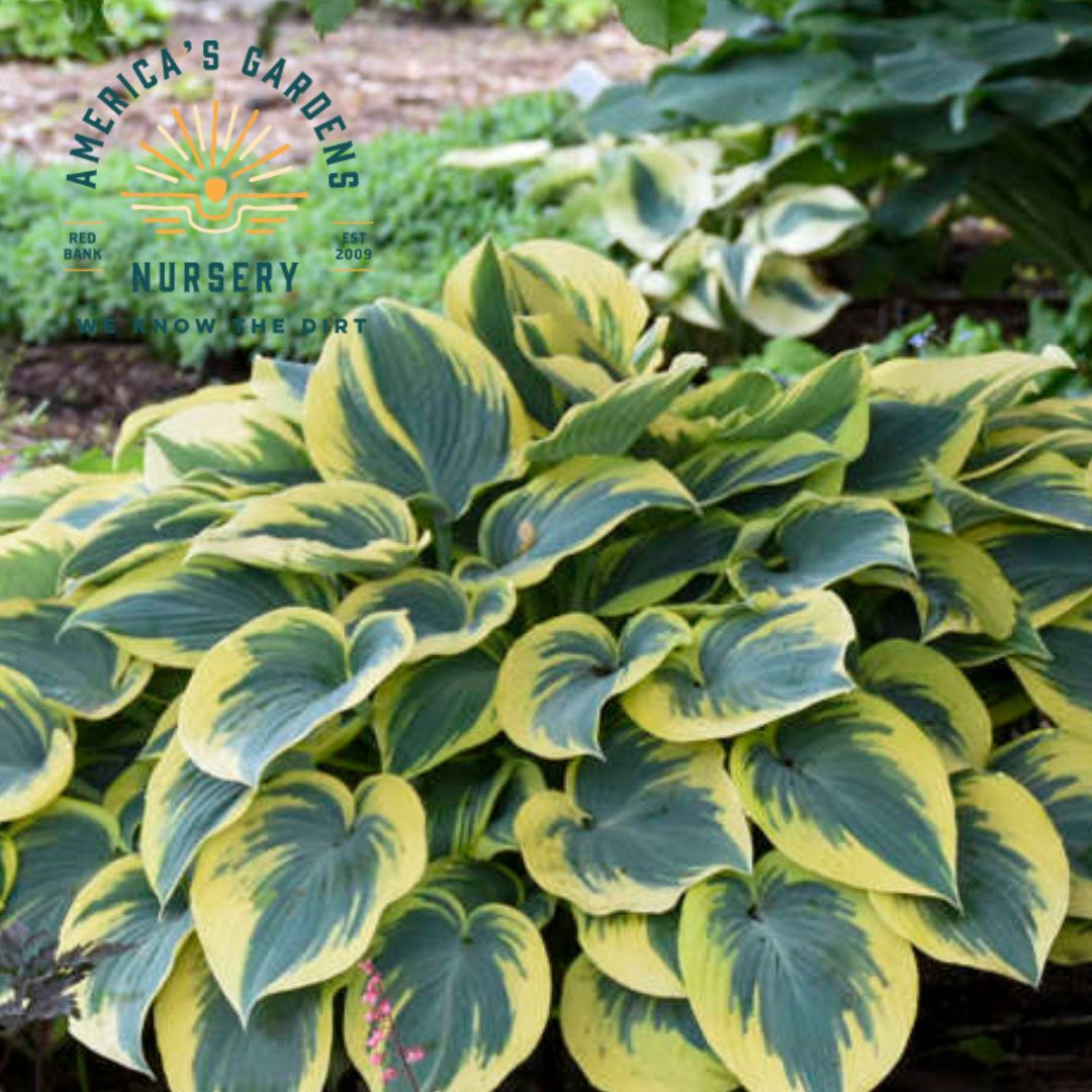 First Frost Hosta