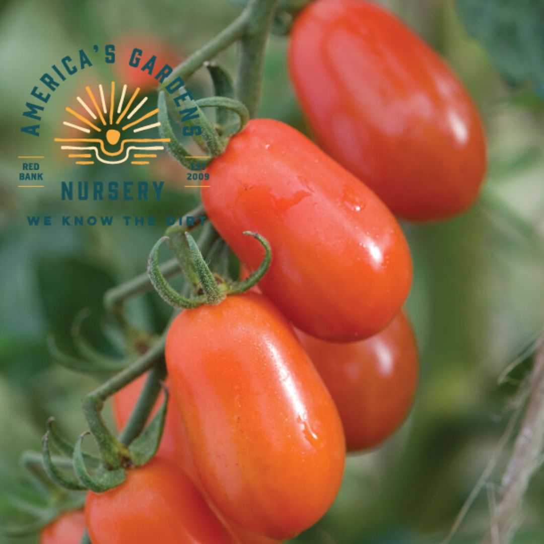Five Star Grape Tomato Plant