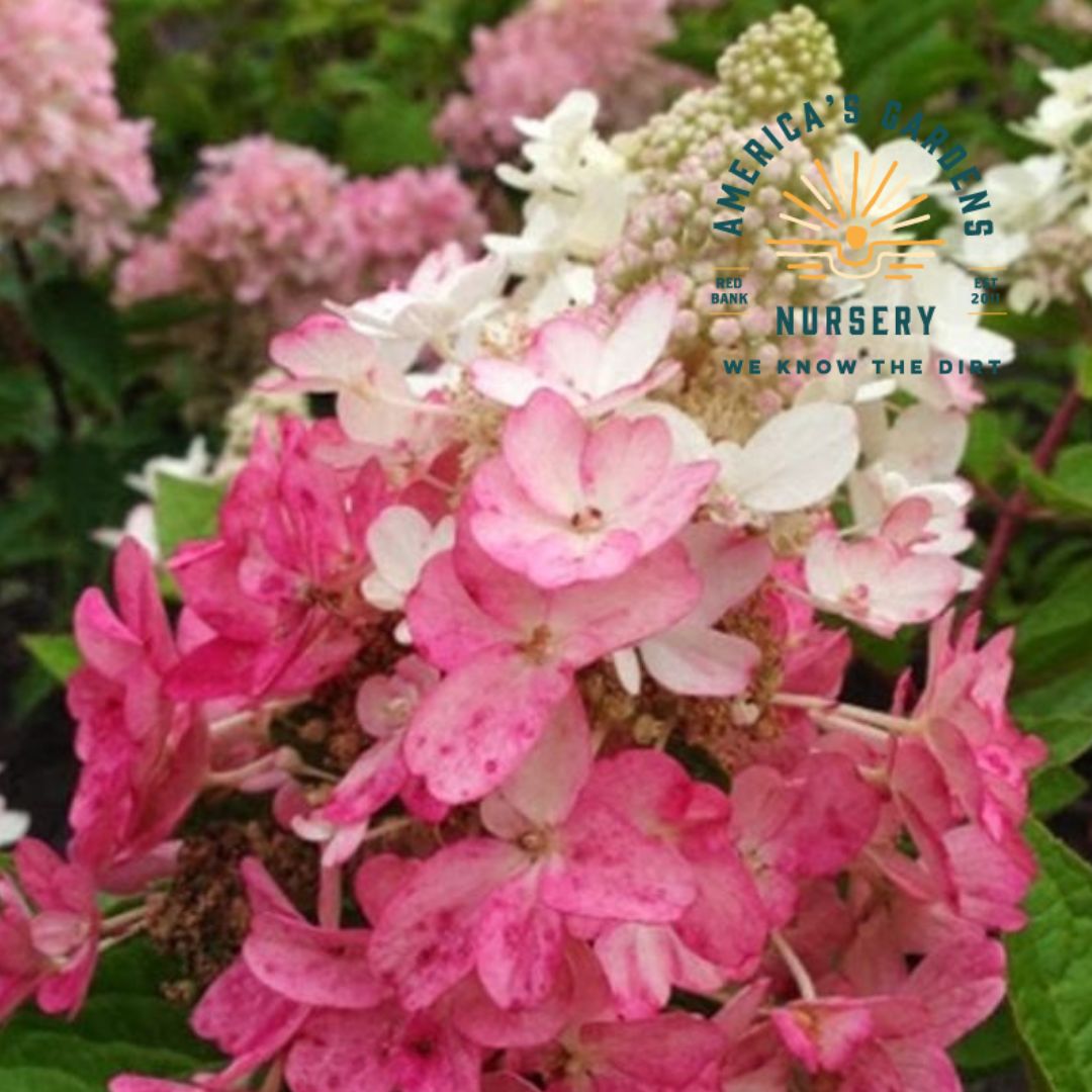Flare Hydrangea